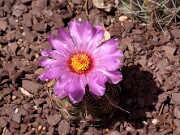 Thelocactus bicolor 20120519_0002