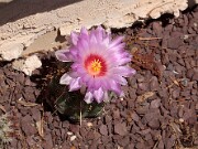 Thelocactus bicolor 20120519_0003
