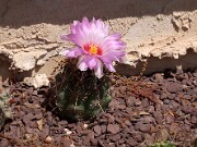 Thelocactus bicolor 20120519_0004