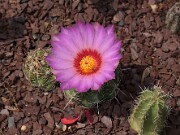 Thelocactus bicolor 20120519_0006