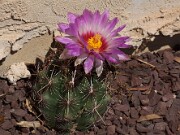 Thelocactus bicolor 20120519_0008