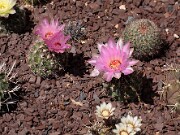 Thelocactus bicolor 20120519_0009