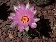 Thelocactus bicolor var. schwarzii 20120519_0002