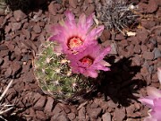 Thelocactus bicolor var. schwarzii 20120519_0003