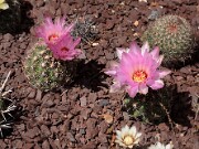 Thelocactus bicolor var. schwarzii 20120519_0004