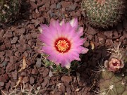 Thelocactus bicolor var. schwarzii 20120519_0005