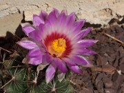 Thelocactus