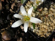 Merendera candidissima VP 0002