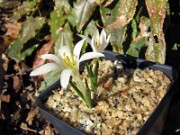 Merendera candidissima VP 0003