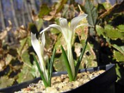 Merendera candidissima VP 0004