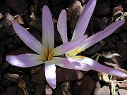 Merendera montana 0002