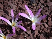 Merendera montana 0009