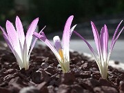 Merendera montana 0010