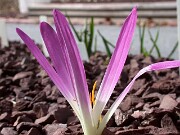 Merendera montana 0011