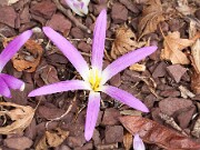 Merendera montana 20150929 0001