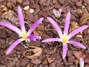 Merendera montana 20150929 0002