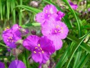 Tradescantia