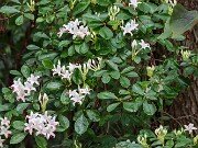Rhododendron arborescens 20250715 0001
