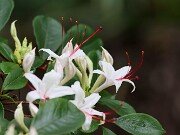 Rhododendron arborescens 20250715 0004