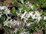 Rhododendron atlanticum 0003