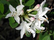 Rhododendron atlanticum 0004