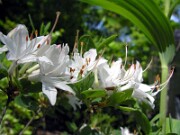 Rhododendron atlanticum 0005