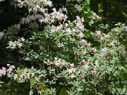 Rhododendron atlanticum 20100001
