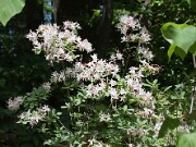 Rhododendron atlanticum 20100002