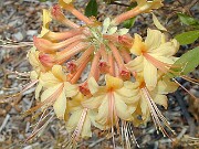 Rhododendron austrinum 0005