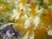 Rhododendron austrinum 0006