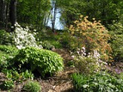 Rhododendron austrinum 0010