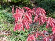 Oxydendron