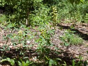 Baptisia Carolina Moonlight 20100001