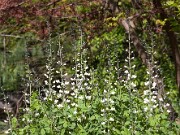 Baptisia alba Waynes World 20100003