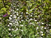 Baptisia alba Waynes World 20100005