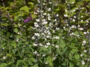 Baptisia alba Waynes World 20100006