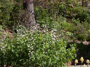 Baptisia alba Waynes World 20100007