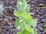 Baptisia arachnifera 20170510 0001