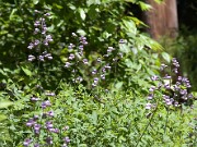 Baptisia australis 20100001