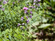 Baptisia australis 20100002