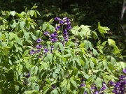 Baptisia australis 20100003