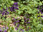 Baptisia australis 20100004