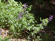 Baptisia australis 20100005