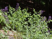 Baptisia australis 20100006