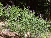 Baptisia australis 20100007