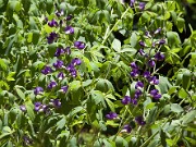 Baptisia australis 20100010