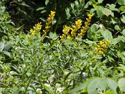 Baptisia sphaerocarpa Screamin' Yellow 20100001