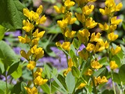 Baptisia sphaerocarpa Screamin' Yellow 20100002