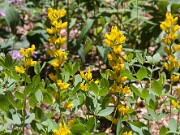 Baptisia sphaerocarpa Screamin' Yellow 20100003