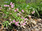 Lathyrus albo-roseus 0001